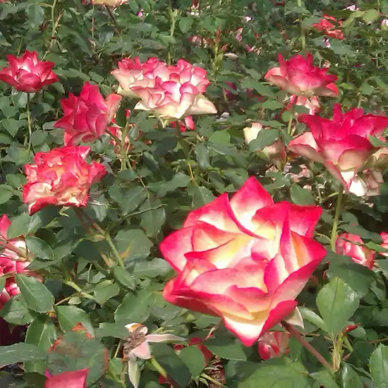 Alb - roșu - trandafir pentru straturi Floribunda